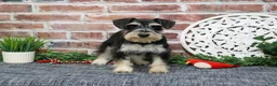 Miniature Schnauzer dogs for sale: Azriel  - Ad 1
