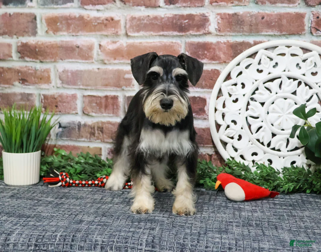 Miniature Schnauzer dogs for sale: Azriel  - Ad 1