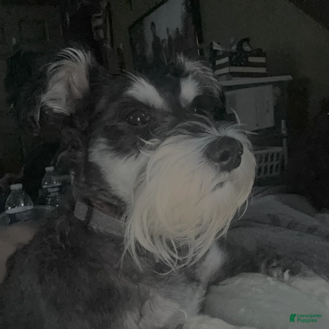 Miniature Schnauzer dogs for sale: Blue - Ad 2