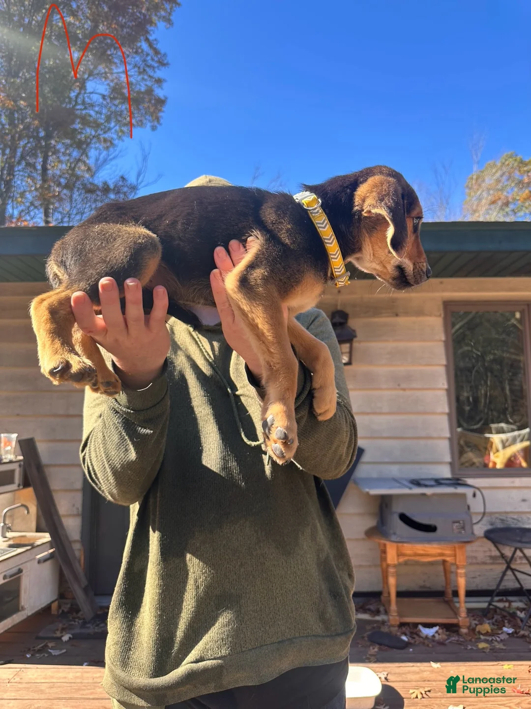 Mixed Breed dogs for sale: Mixed Breed 1 - Ad 1