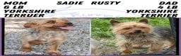 Yorkshire Terrier dogs for sale: Gemma - Ad 14