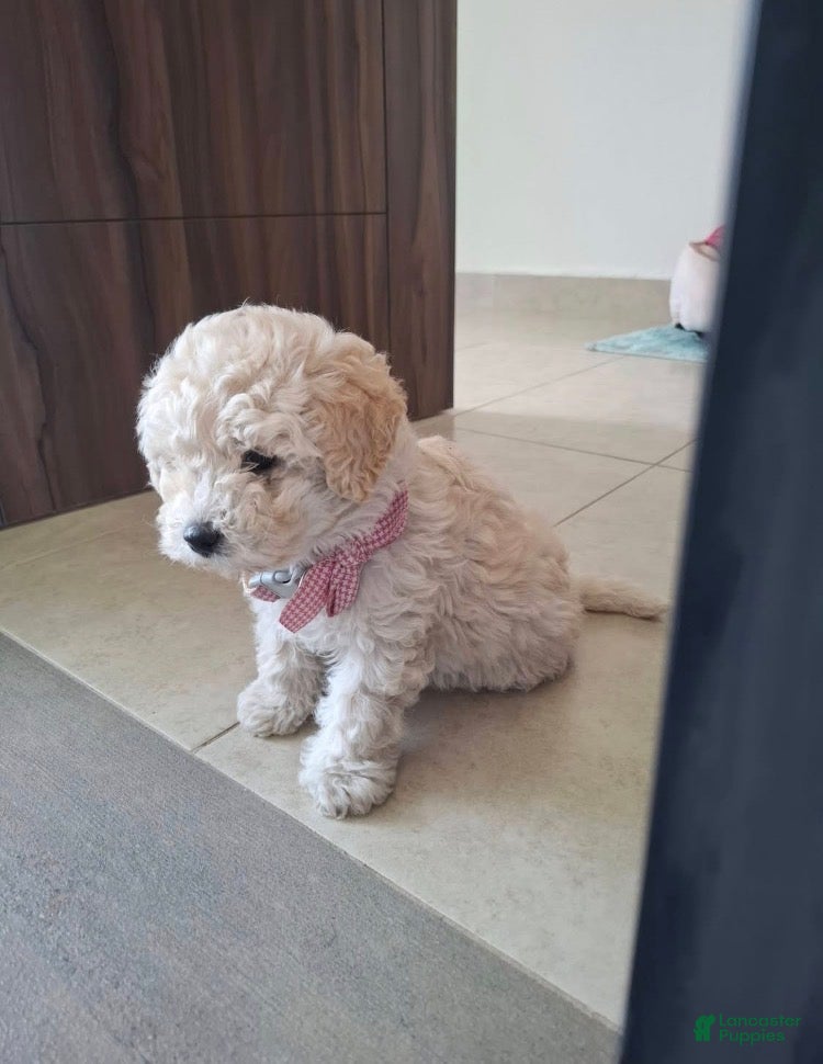Maltipoo dogs Maltipoo Puppy 2 - Ad 1