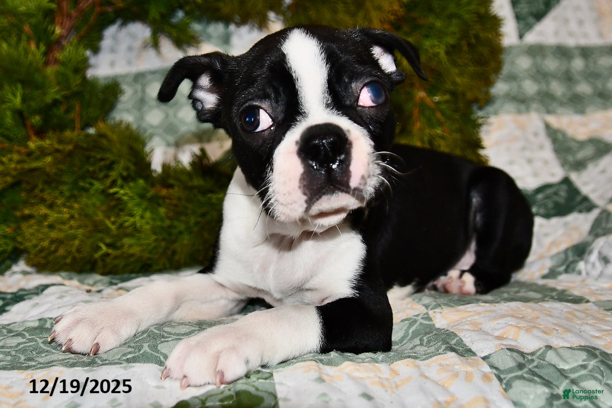 Boston Terrier dogs Joey - Ad 14