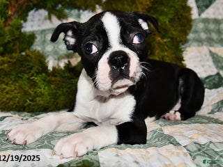 Boston Terrier dogs Joey - Ad 14