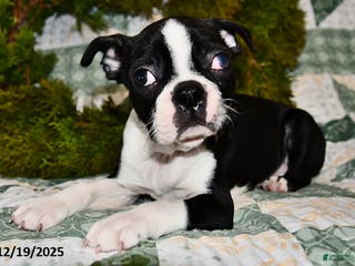 Boston Terrier dogs Joey - Ad 34