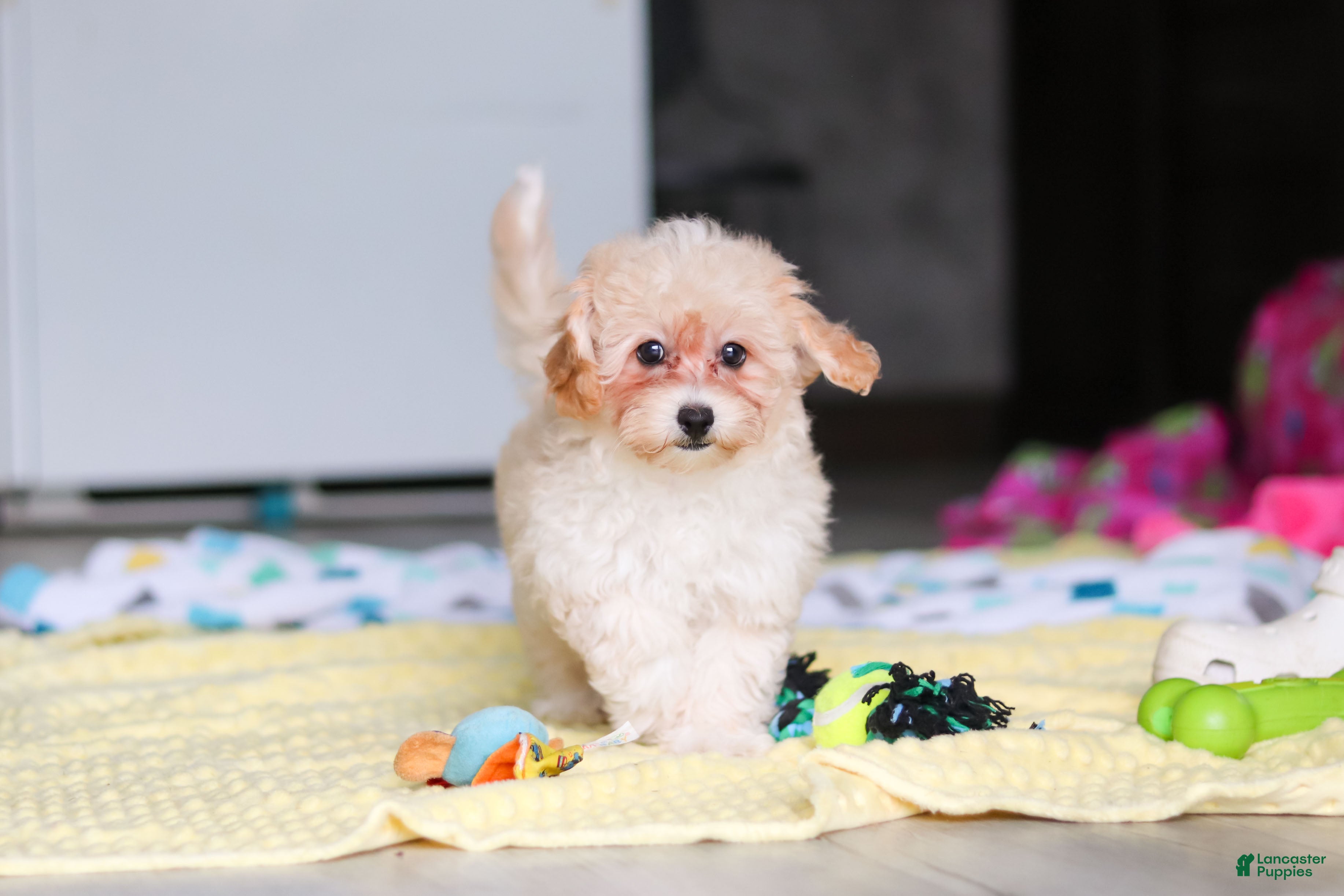 Havapoo dogs Nicole - Ad 1