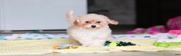 Havapoo dogs for sale: Brodie - Ad 27
