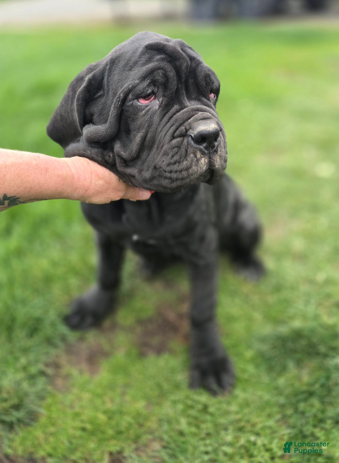 Mixed Breed dogs for sale: Stella - Ad 1