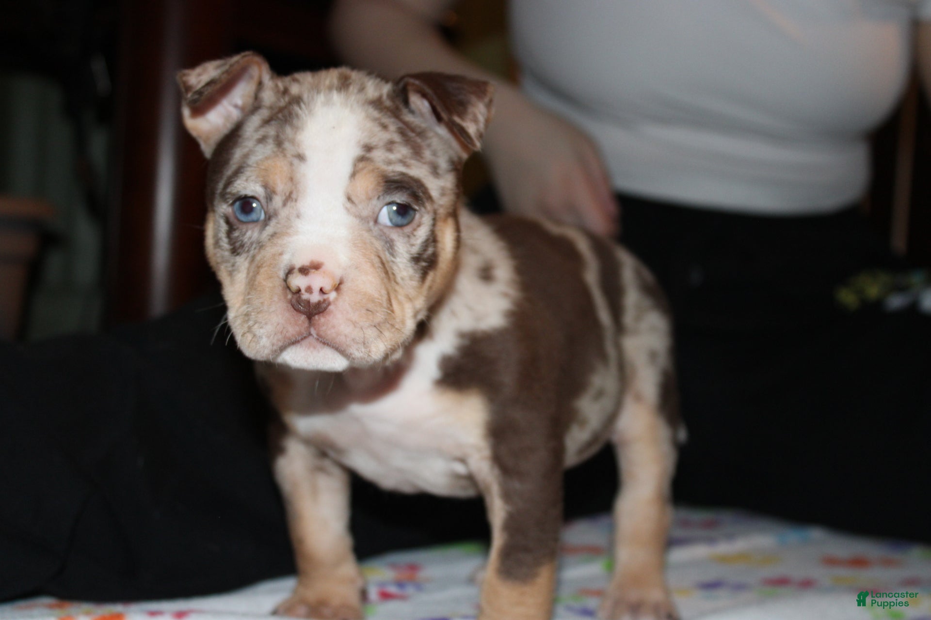 American Bully dogs Harvey  - Ad 1