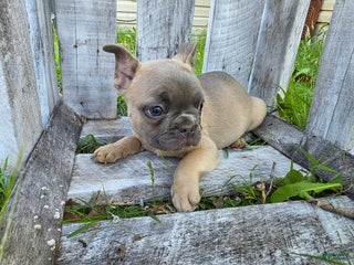 French Bulldog dogs - Ad 8