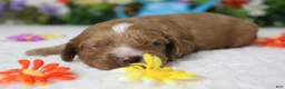 Cockapoo dogs for sale: Pistachio  - Ad 3