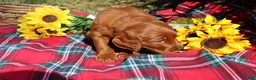 Mixed Breed dogs for sale: Rocky - Irish Goldendoodle  - Ad 8