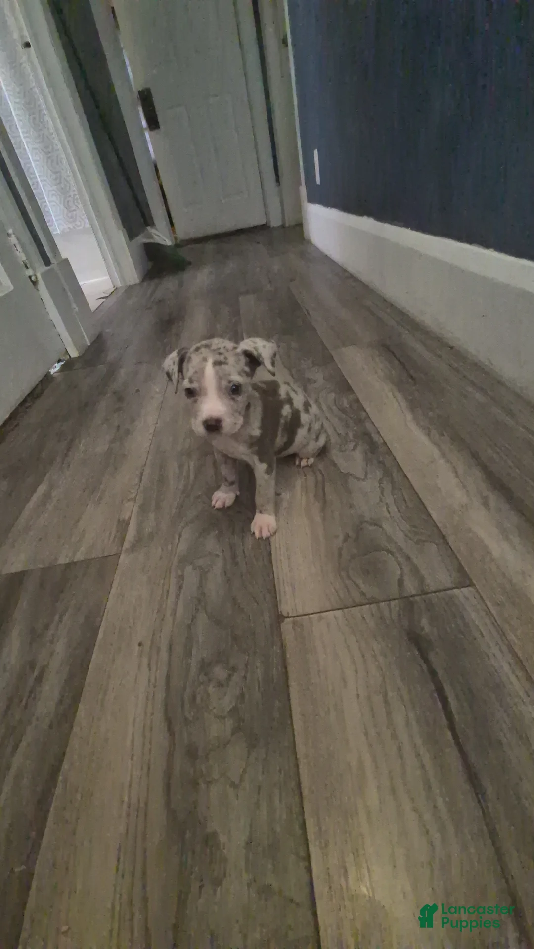 American Bully dogs for sale: Catalina - Ad 1