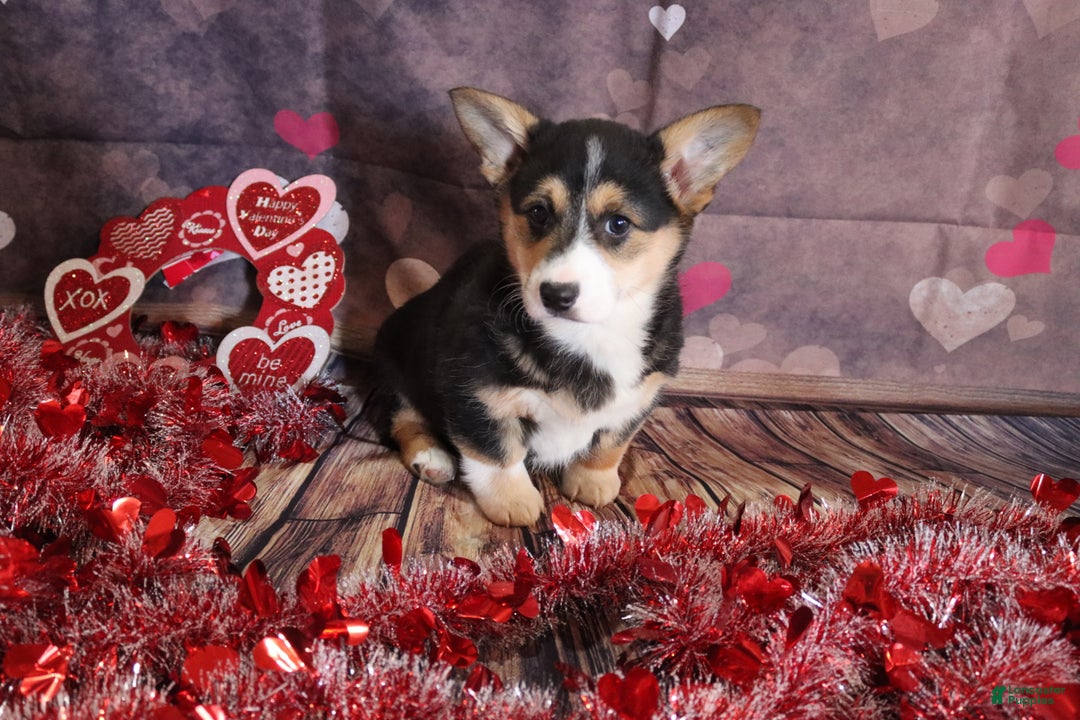 Welsh Corgi Pembroke dogs for sale: holly - Ad 3