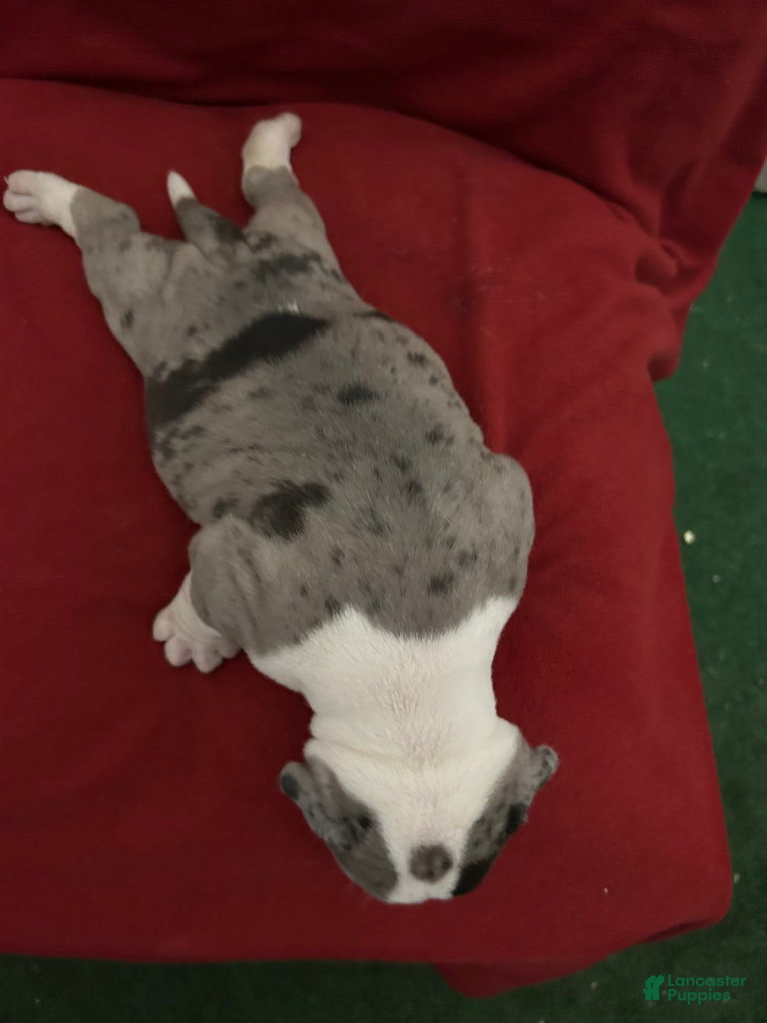 American Bully dogs for sale: American Bully Puppy 2 - Ad 6