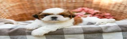 Shih Tzu dogs for sale: Austin - Ad 4