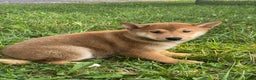 Shiba Inu dogs for sale: Iggy - Ad 5