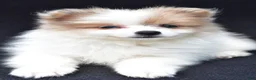 Pomeranian dogs for sale: Holly - Ad 4