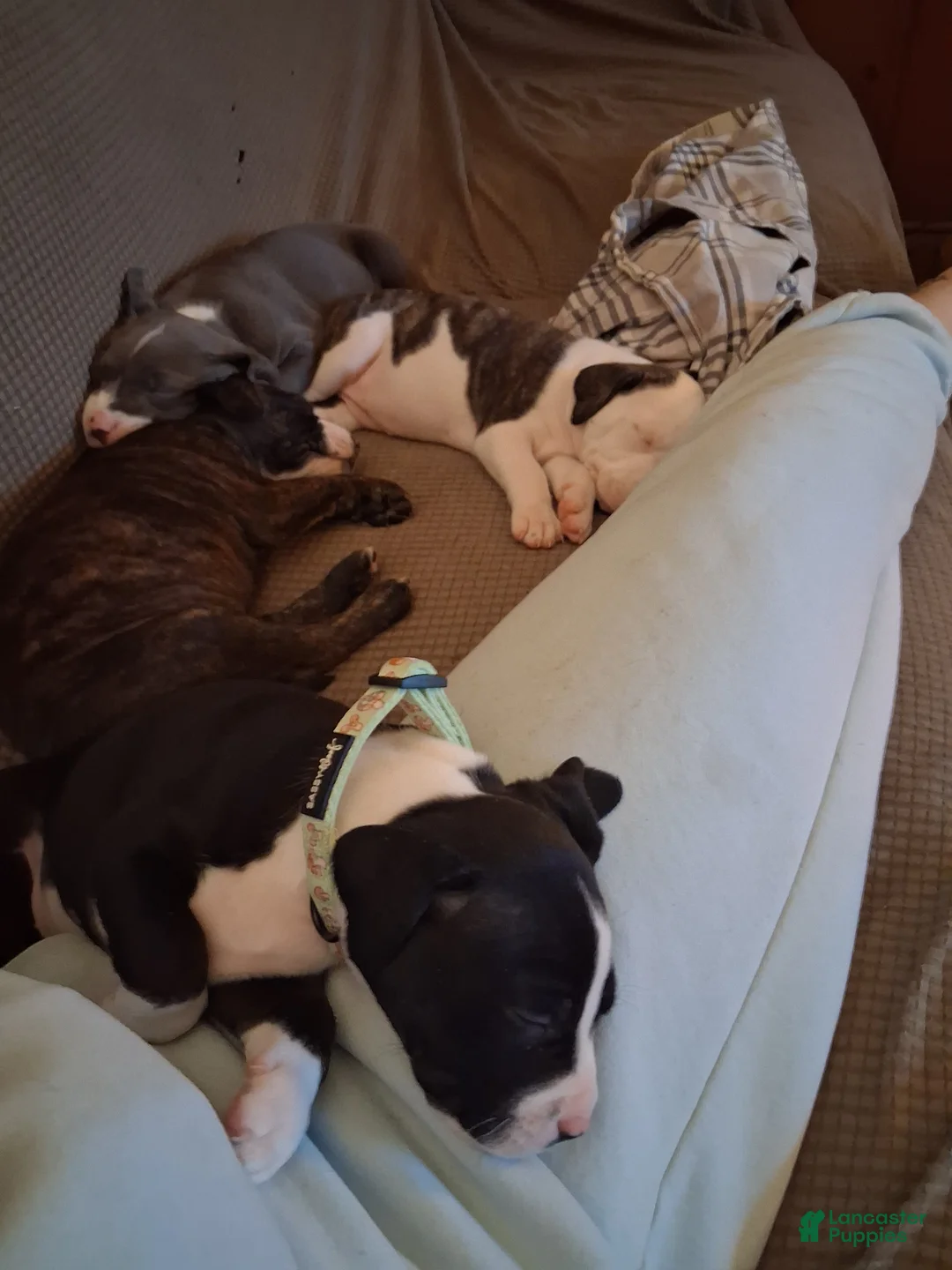 Mixed Breed dogs for sale: Mixed Breed Puppy 3 - Ad 19