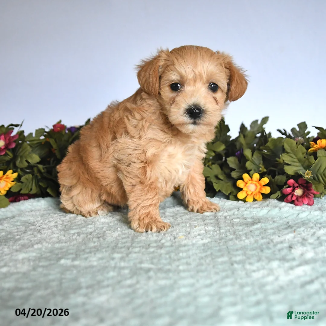 Mixed Breed dogs for sale: Nala - Ad 2