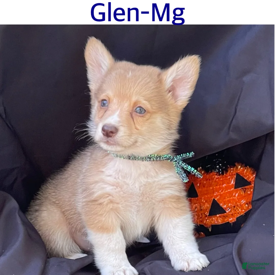 Gallery Image {{count}}