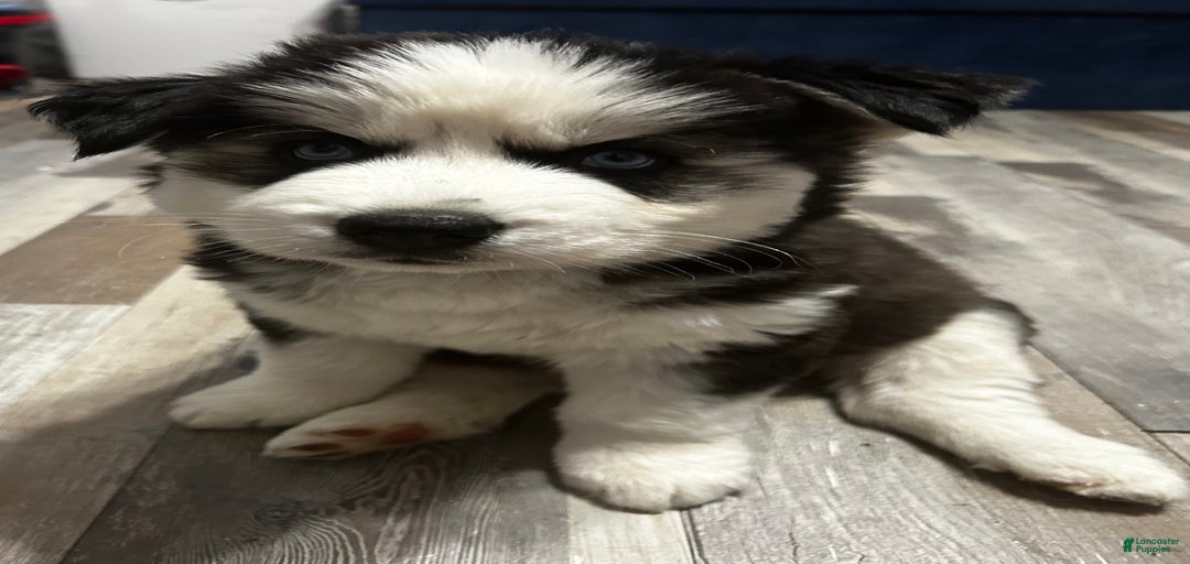 Gallery Image {{count}}