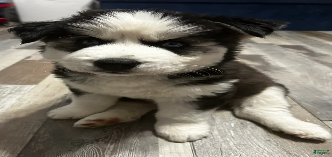 Gallery Image {{count}}