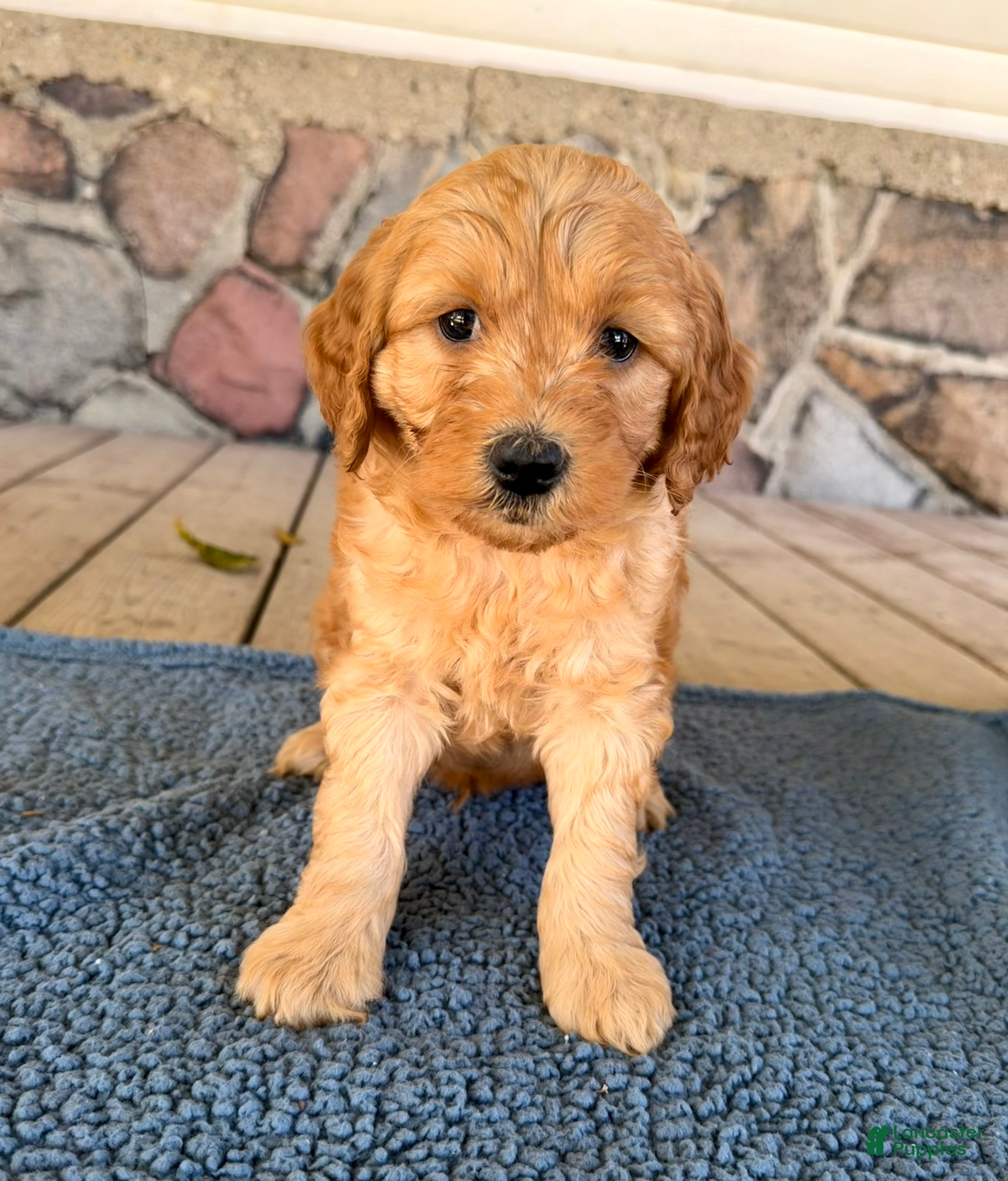 Mini Goldendoodle dogs Sam  - Ad 2