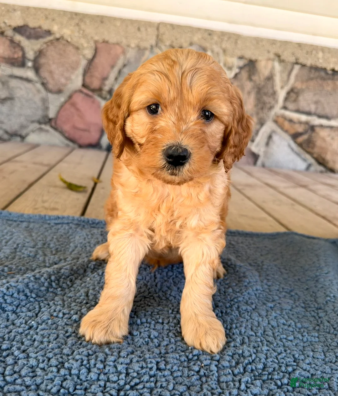 Mini Goldendoodle dogs for sale: Sam  - Ad 2