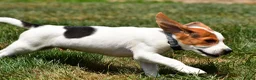 Beagle dogs for sale: Max - Ad 9