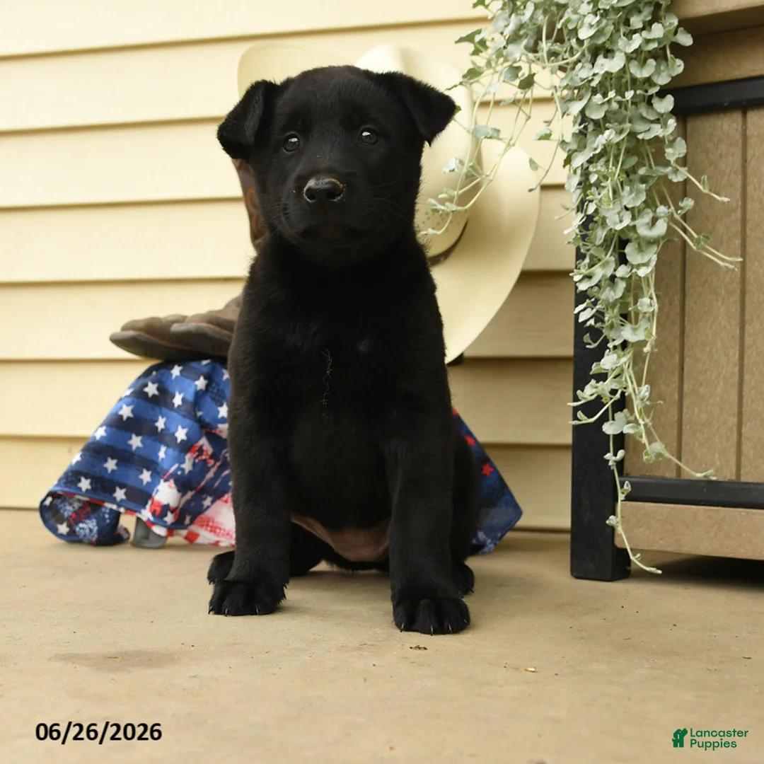 Belgian Malinois dogs for sale: Chance - Ad 1