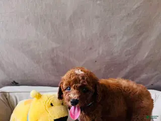 Mini Goldendoodle dogs for sale: Tony - Ad 2