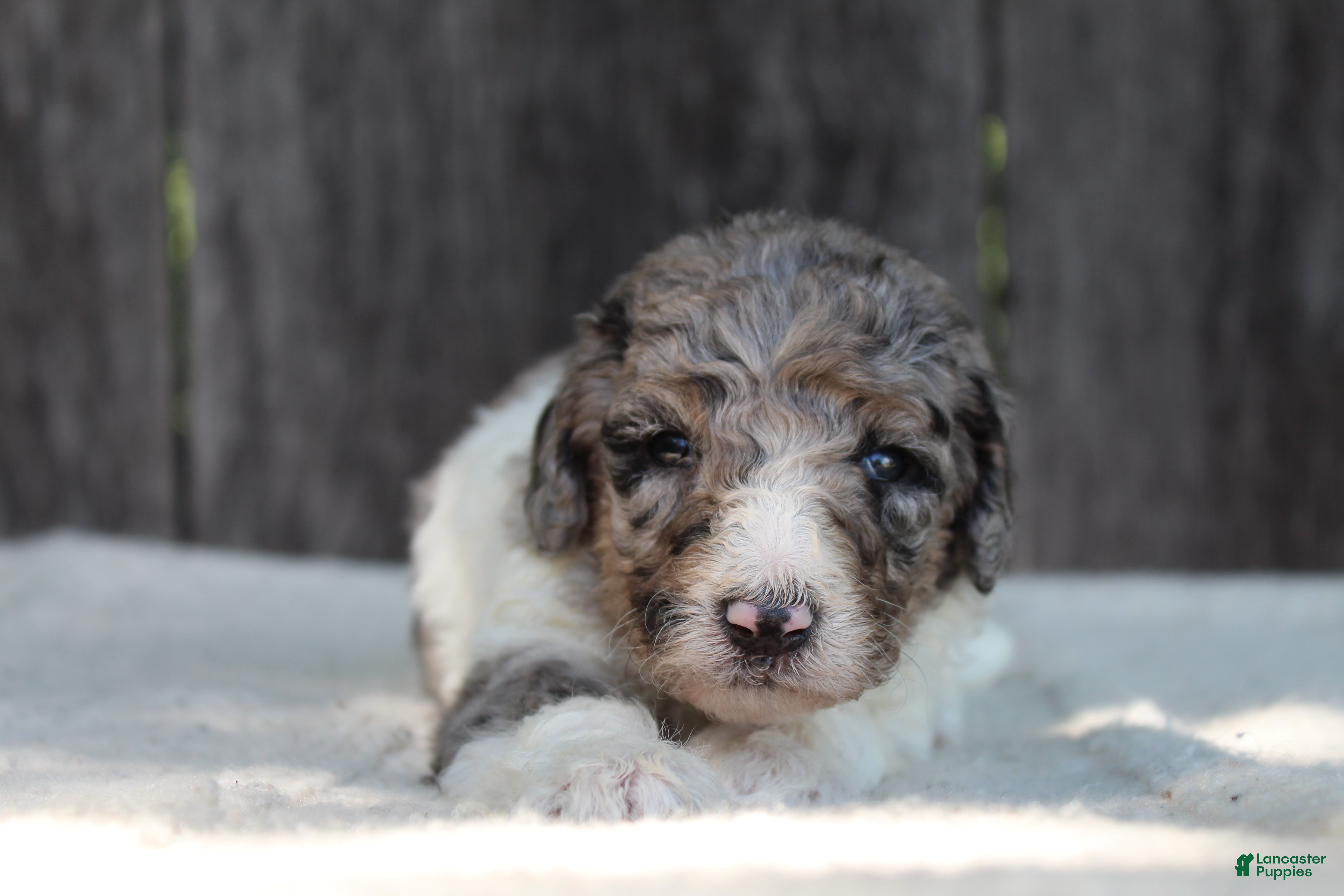 Standard Poodle dogs for sale: Clover AKC standard poodle - Ad 1