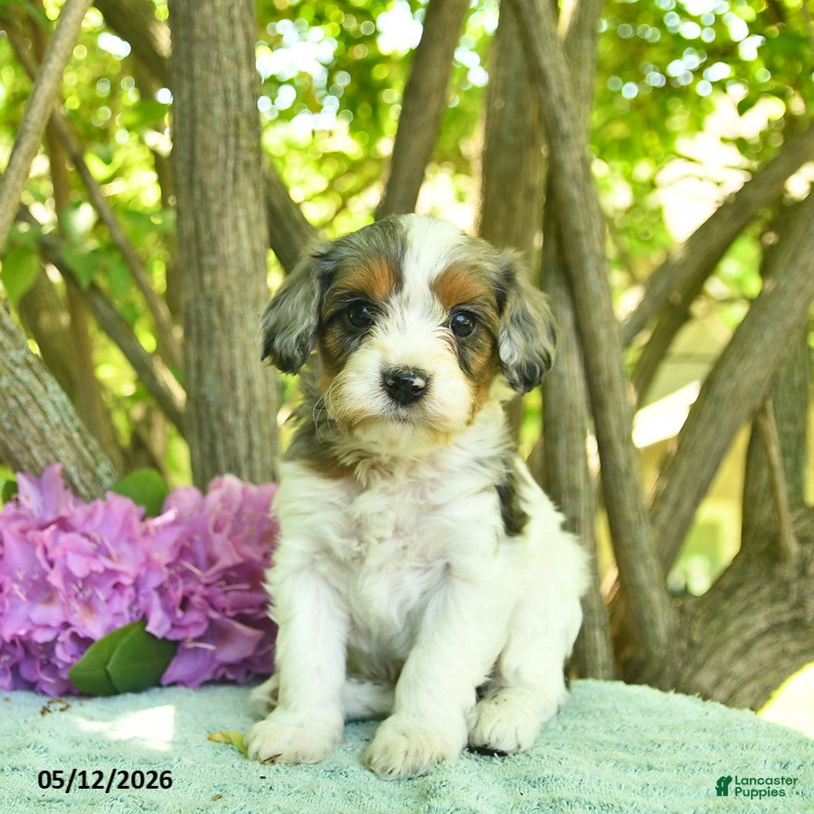 Cavapoo dogs Melon  - Ad 1