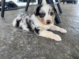 Australian Shepherd dogs - Ad 12