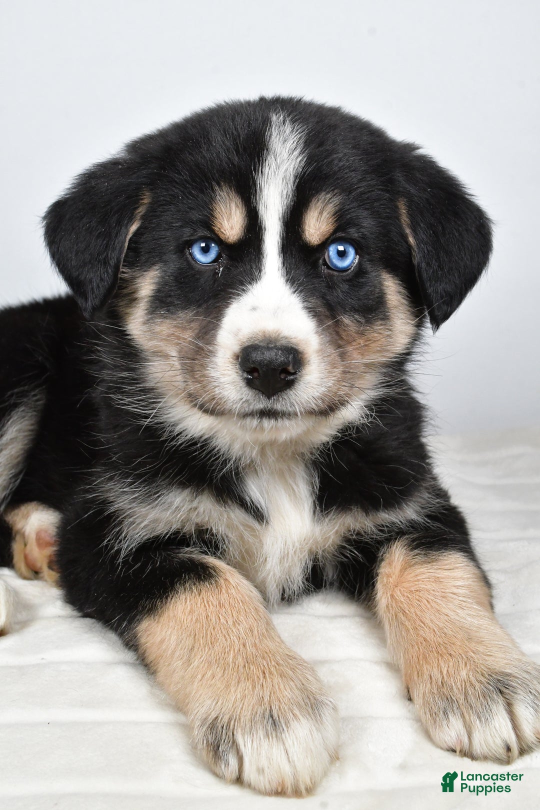 Mixed Breed dogs for sale: Piper - Ad 6