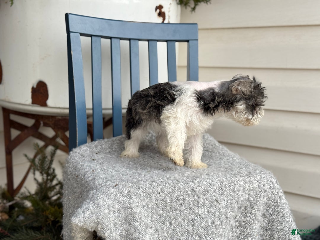 Miniature Schnauzer dogs for sale: Dancer - Ad 7