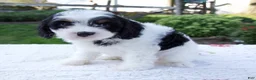 Cavapoo dogs for sale: Joy - Ad 4