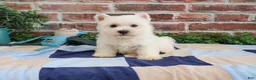 West Highland Terrier dogs for sale: Gizmo  - Ad 4