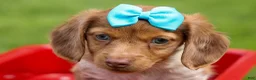 Miniature Dachshund dogs for sale: OLIVER - Ad 17