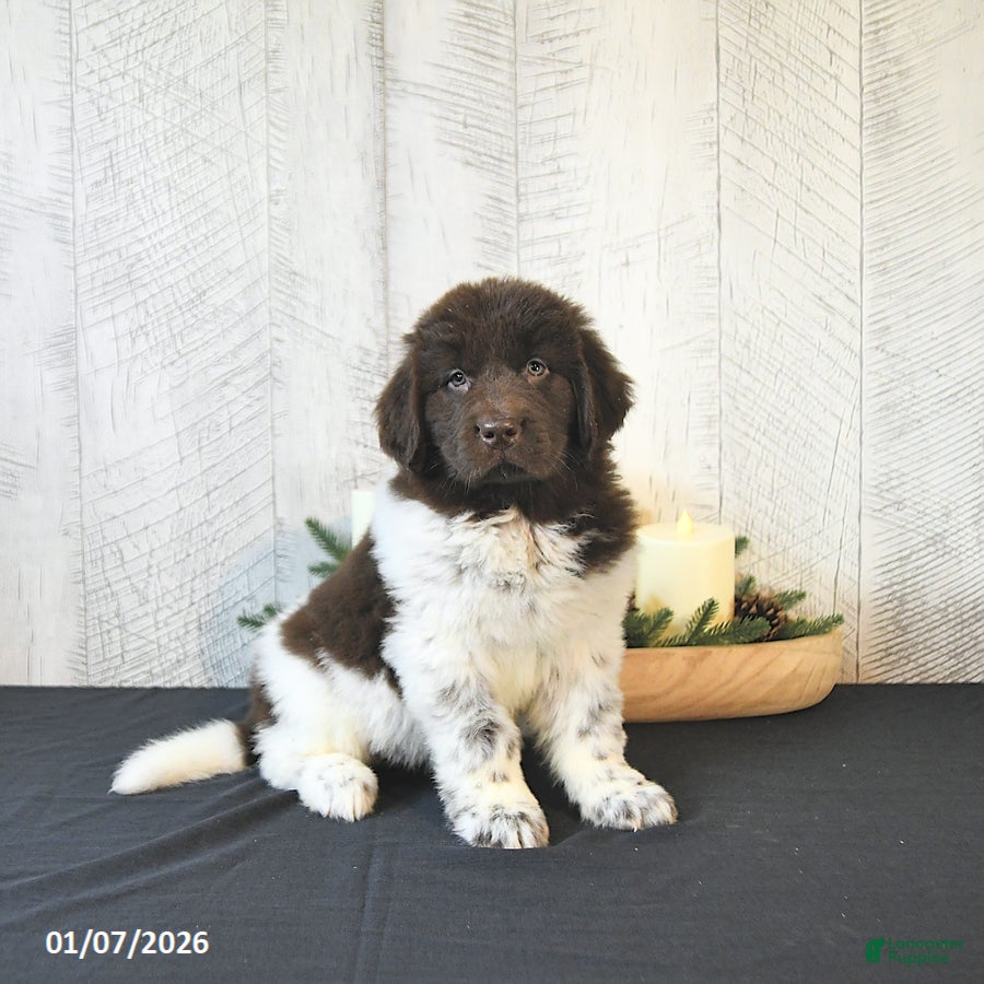 Newfoundland dogs Ivy - Ad 29