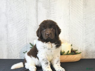 Newfoundland dogs Ivy - Ad 29