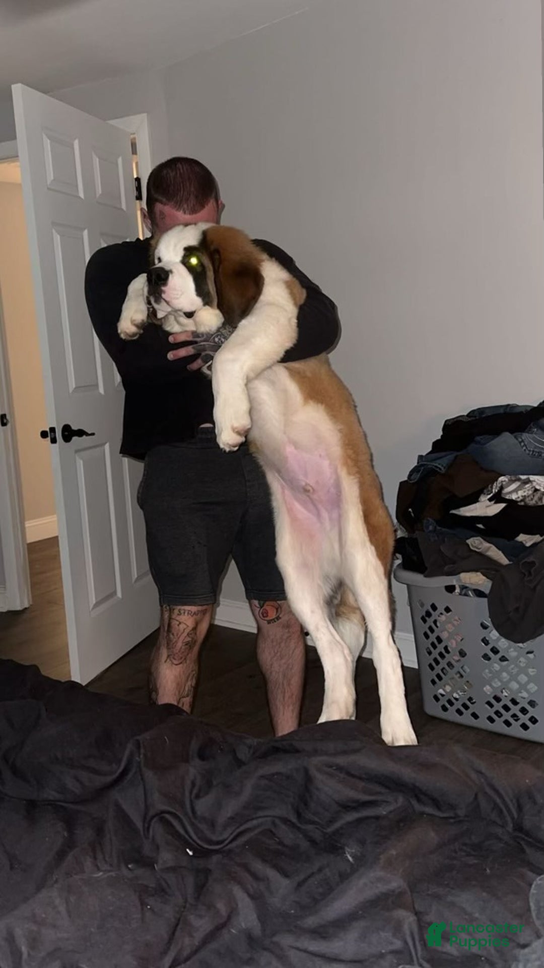Saint Bernard dogs for sale: Travis  - Ad 5