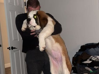 Saint Bernard dogs Travis - Ad 6