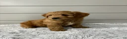 Mini Goldendoodle dogs for sale: Bella - Ad 6