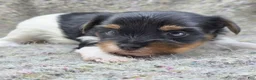 Yorkshire Terrier dogs for sale: Sprout - Ad 4