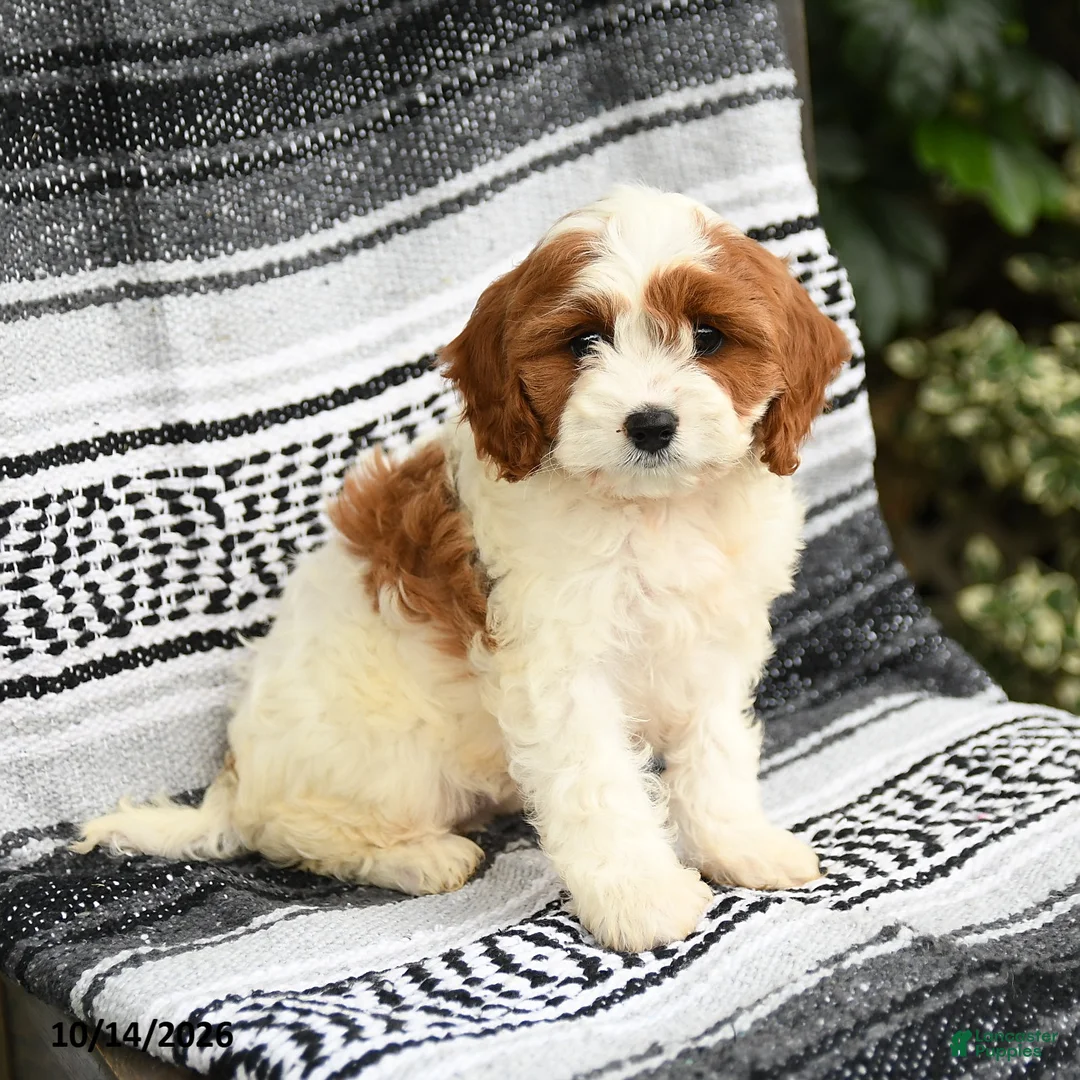 Cavapoo dogs for sale: Rosetta - Ad 2