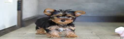 Yorkshire Terrier dogs for sale: Macie - Ad 5