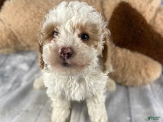 Cavapoo dogs Bear - Ad 21