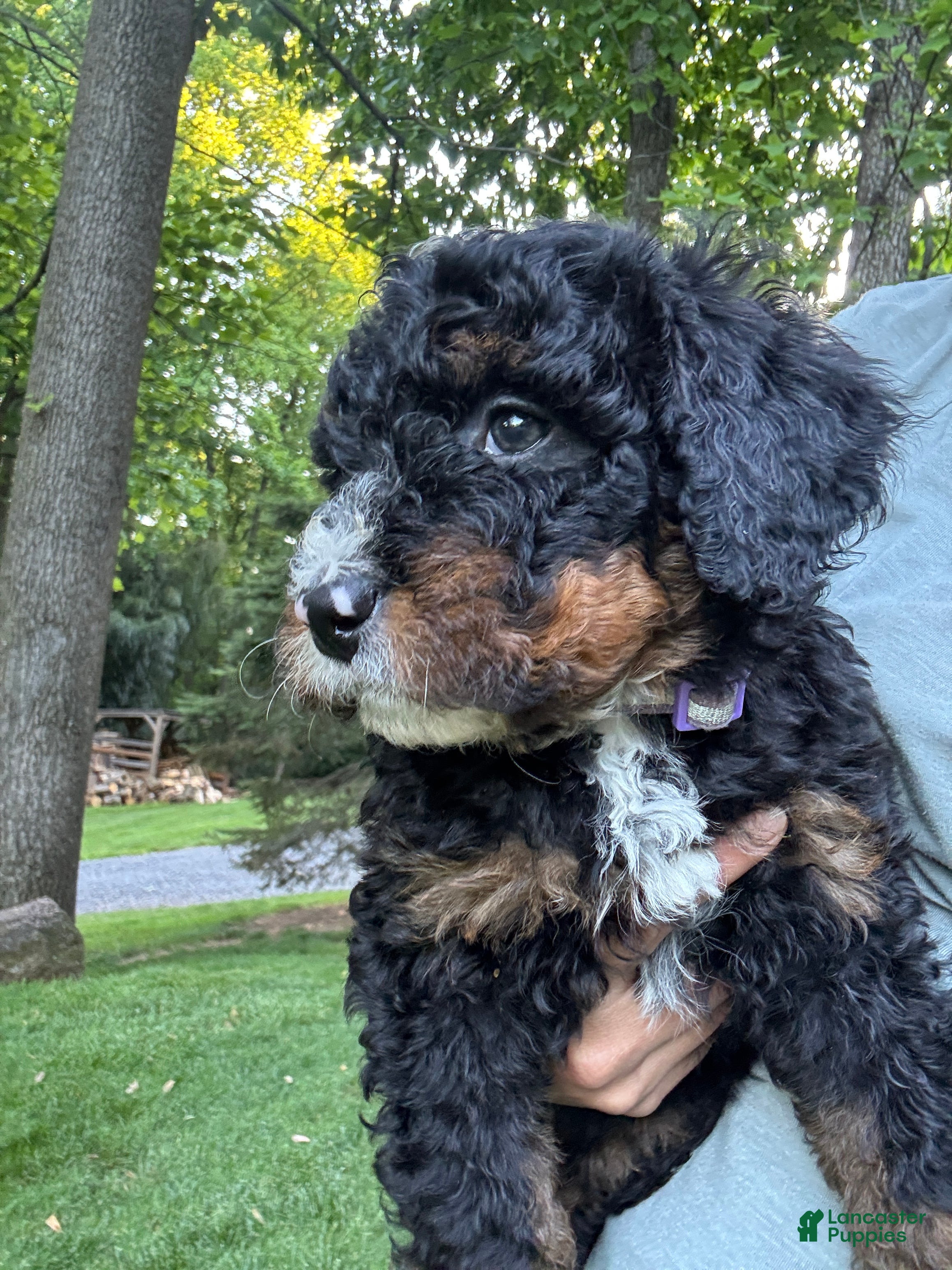Mini Bernedoodle dogs for sale: Lilly - Ad 4
